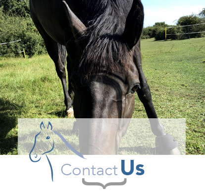 Contact John Dunsford Equine Clinic in Midhurst